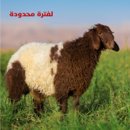نعيمي لباني